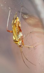 Rhabdomiris striatellus