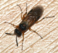 Athalia scutellariae