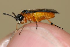 Athalia scutellariae