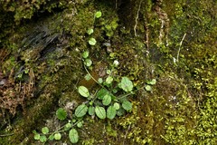 Trigonotis formosana elevatovenosa