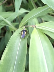 Hemithyrsocera vittata