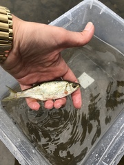 Alburnoides bipunctatus