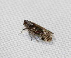 Melanoliarus placitus