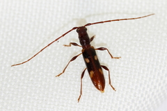 Heterachthes quadrimaculatus