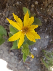 Arnica chamissonis