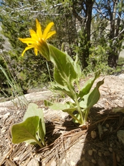 Arnica chamissonis