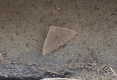 Zanclognatha pedipilalis