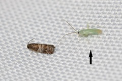 Blepharidopterus provancheri