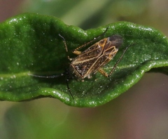 Pseudopsallus angularis