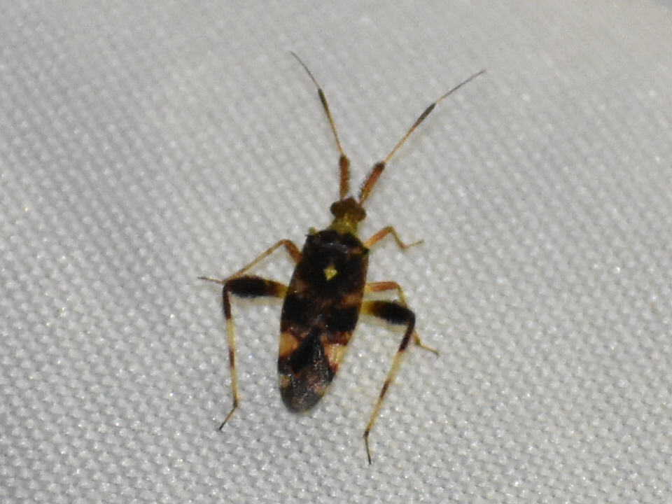 Neurocolpus pumilus