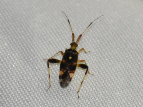 Neurocolpus pumilus