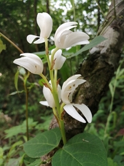 Govenia liliacea