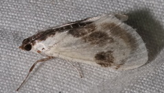 Cliniodes ostreonalis