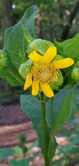 Smallanthus uvedalia