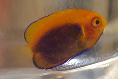 Centropyge acanthops