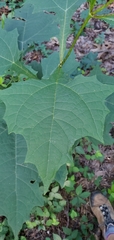 Smallanthus uvedalia