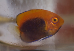 Centropyge acanthops