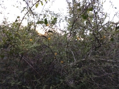 Vachellia farnesiana