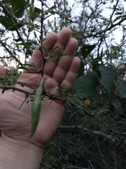 Vachellia farnesiana
