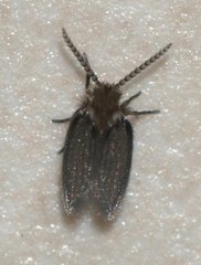 Psychodinae