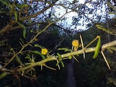 Vachellia farnesiana