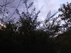 Vachellia farnesiana