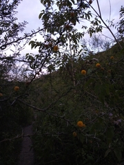 Vachellia farnesiana