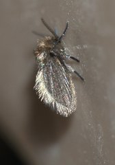 Psychodinae