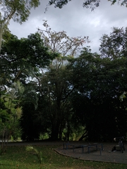 Erythrina poeppigiana