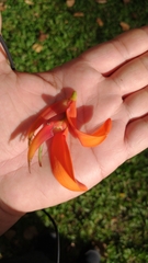 Erythrina poeppigiana