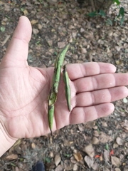 Erythrina poeppigiana