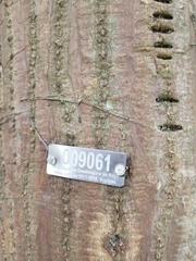 Erythrina poeppigiana