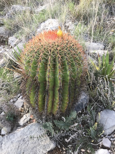Ferocactus pilosus