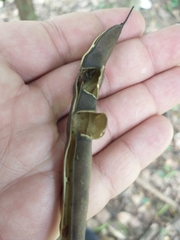 Erythrina poeppigiana