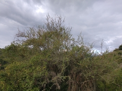 Vachellia farnesiana