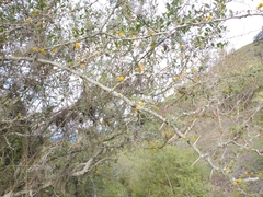 Vachellia farnesiana