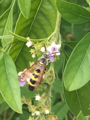 Dielis trifasciata