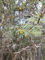 Vachellia farnesiana