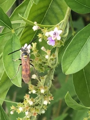 Dielis trifasciata