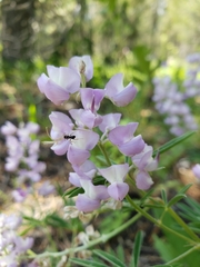 Lupinus angustifolius