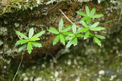 Lysionotus pauciflorus