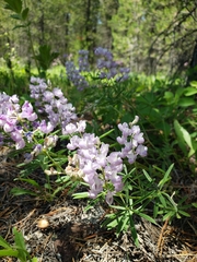 Lupinus angustifolius