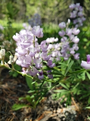 Lupinus angustifolius