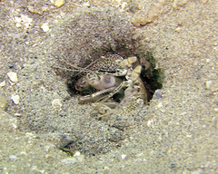 Lysiosquillina maculata