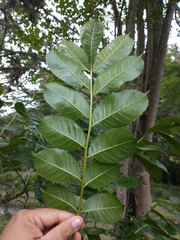 Zanthoxylum