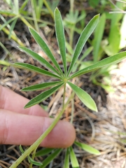 Lupinus angustifolius