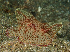 Coeloplana meteoris