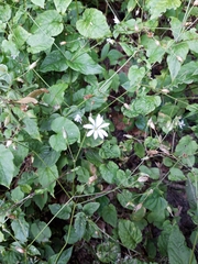 Stellaria nemorum
