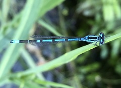 Coenagrion puella