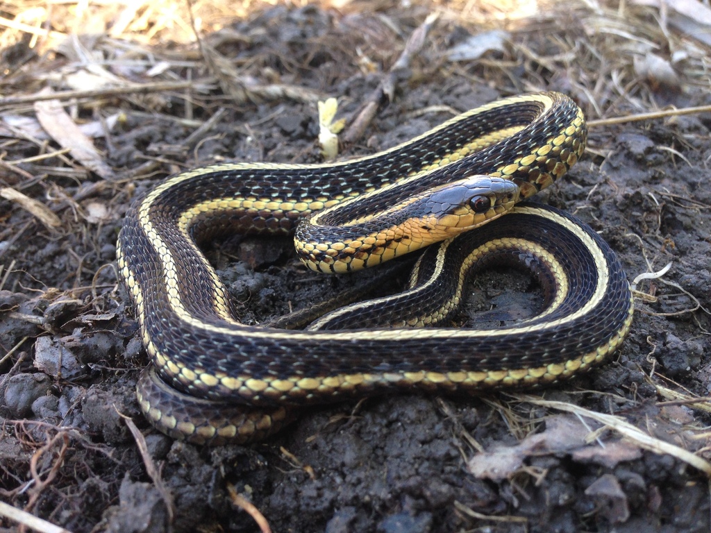 Butler's Garter Snake
